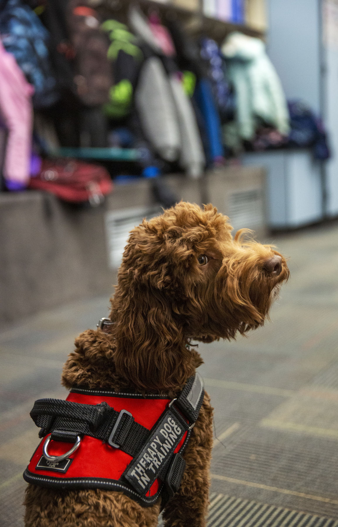 Therapy dogs at White Pine Elementary School